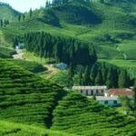 Jhapa