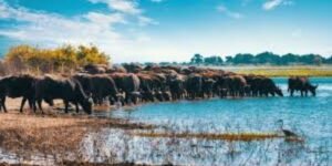 Lake Manyara