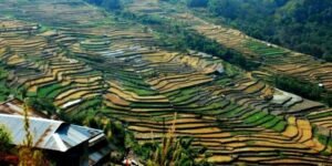 Nagaland