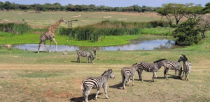 Zimbabwe