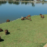 Cuiaba