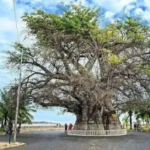 Majunga