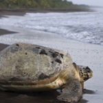 Tortuguero